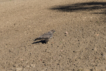 Mäusebussard