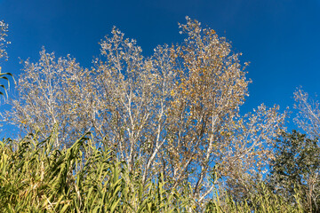 Natural Landscape with Growing Vegetation