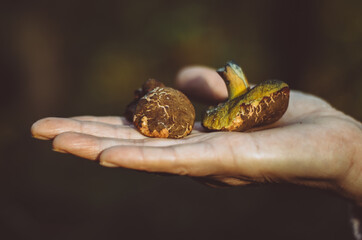 Forest foraging, palm holding yellow mushrooms 