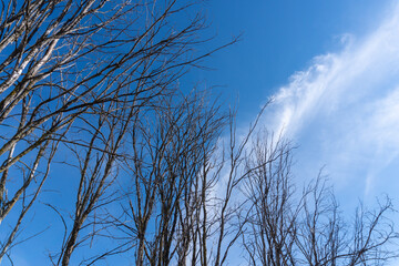 Dry Tree Branches Against Blue Sky