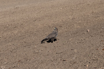 Mäusebussard