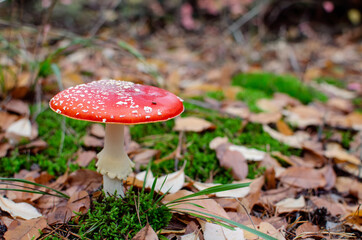 mushroom is not edible, mushroom with a red cap grows in the forest