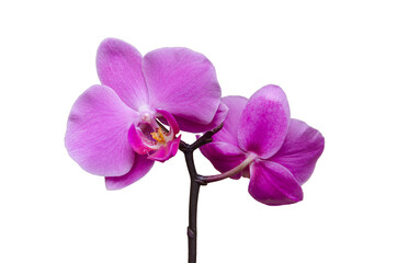Naklejka na ściany i meble orchid, bright beautiful flowers on a white background