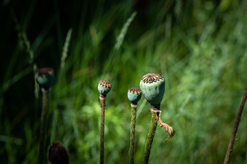 Nice popper flower heads at summer sunny day