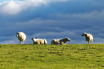 Fototapeta premium sheep