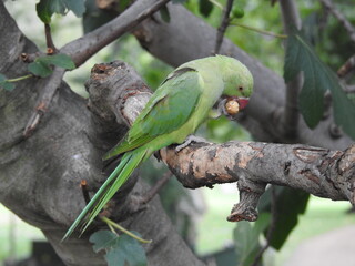 Green papga is eating a nut on a tree
