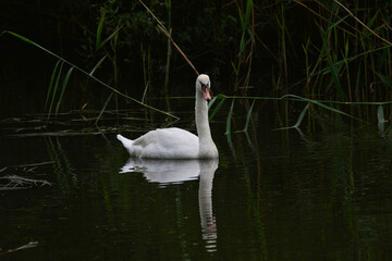 Fototapeta premium Schwan 2