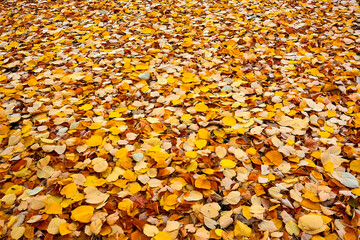 
background, color, nature, autumn, yellow, beautiful, orange, colorful, foliage, season, texture, park, forest, bright, tree, plant, natural, maple, foliage, october, pattern, golden season, red, car
