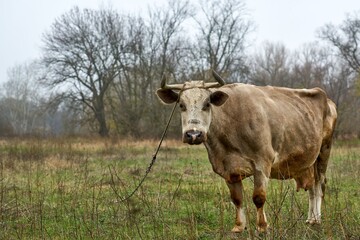 cow, animal, farm, grass, agriculture, field, brown, calf, beef, meadow, bull, green, rural, white, pasture, livestock, nature, agriculture, yield, dairy products, summer, milk, cattle livestock, up-c