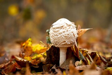 mushroom, forest, autumn, nature, toadstool, mushroom, red, fly agaric, mushrooms, poisonous, fly, poison, grass, plant, poisonous, food, season, hat, white, tree, leaves, green, close-up, big, autumn