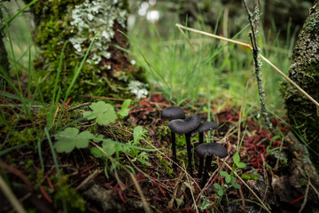 Black Mushroom´s