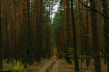 autumn in the pine forest