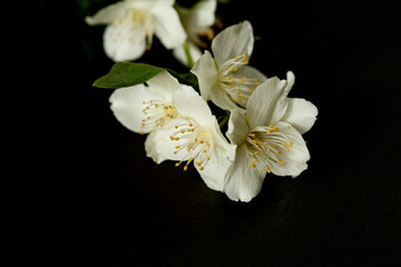 Fototapeta na wymiar Jasmine branch on a black background. Fragrant flower. Gloomy beauty.