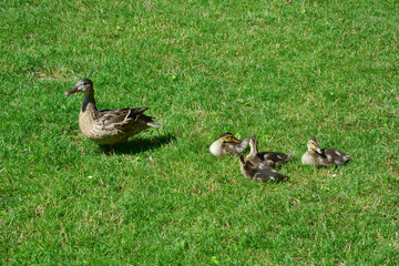 StockentenFamilie