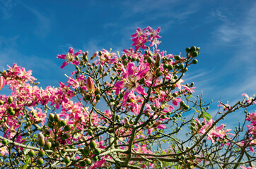 Beautiful flowers of a Ceiba Speciosa tree.  Sunny day.  
