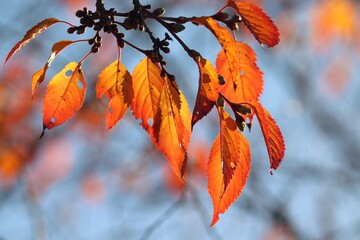 Zweig mit buntem Herbstlaub