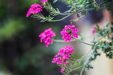 Flor rosa em destaque