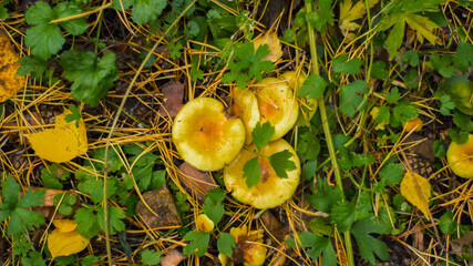 yellow leaves on a tree