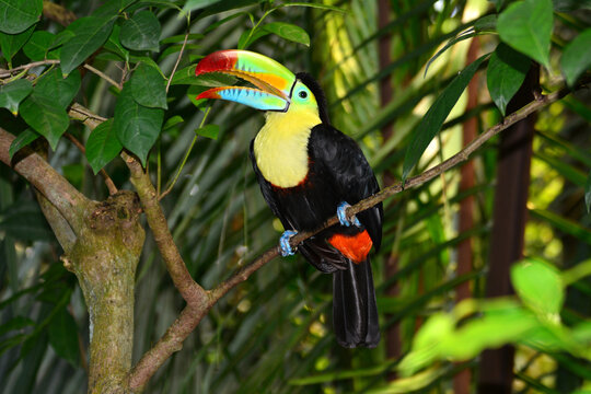 Tukan 1