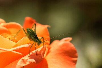 grasshopper on a leaf
