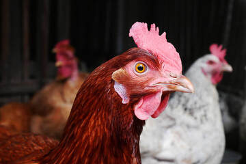Red Hen portrait in chicken farm
