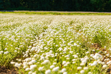 champ de fleur, camomille en Bretagne