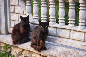 Two black cats sitting on a stone fence