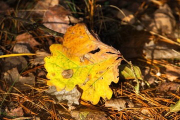 Autumn beautiful yellow oak leaf lying on the ground against the background of dry leaves.