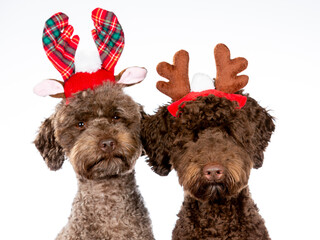 Australian labradoodle portrait, image taken in a studio. The dogs are wearing Christmas outfits. Funny dog picture. Xmas theme dog picture, copy space.