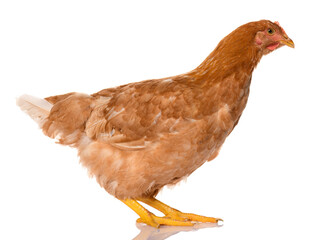 one brown chicken isolated on white background, studio shoot