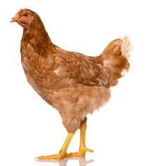one brown chicken isolated on white background, studio shoot