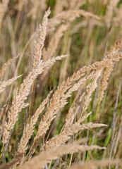 Ausgereiftes Rispengras, Poa, im Herbst