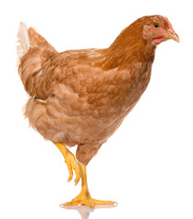 one brown walking chicken isolated on white background, studio shoot