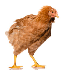 one tousled brown chicken shake her feathers, isolated on white background, studio shoot