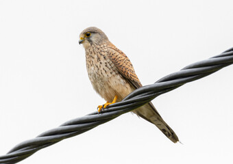 oiseau sauvage qui prend la pose
