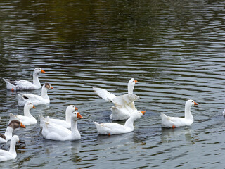 Domestic geese on the pond in search of food