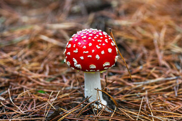 Red beautiful mushrooms of fly agaric among the fallen leaves and coniferous pine needles in the forest in autumn on a Sunny day. 