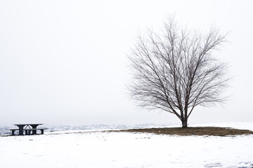Isolated Tree and Picnic Table in Winter Landscape with Snow