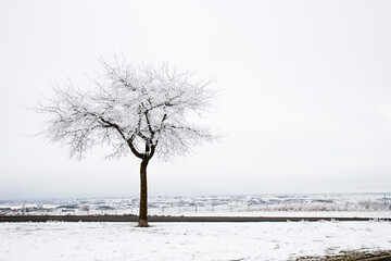 Isolated Tree Along Country Road in Winter Landscape with Snow