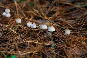 Mushrooms among fallen leaves and coniferous pine needles in the forest in autumn on a Sunny day.