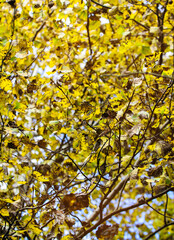 Yellow beautiful maple leaves on a young tree in autumn on a Sunny day.