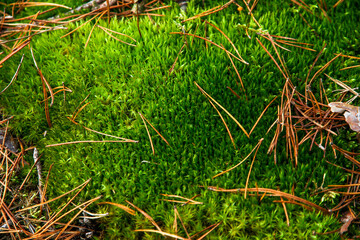 Beautiful green moss in the forest.