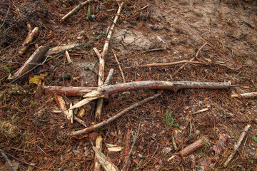 Cutting down trees in the forest by man. Scattered trees of logs of wood chips or branch. Harvesting of lumber and logs. Fight against bark beetles.