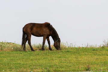 Fototapeta premium A red domestic horse grazes on a green lawn with green grass on a Sunny day.