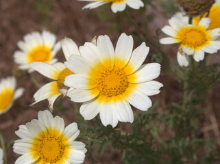 It is always nice to find flowers in the field