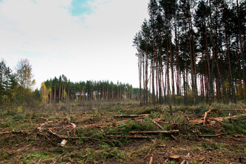 A clearing cut down by a man in the forest. Scattered trees of logs of wood chips or branch. Harvesting of lumber and logs. Fight against bark beetles.