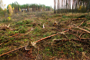 A clearing cut down by a man in the forest. Scattered trees of logs of wood chips or branch. Harvesting of lumber and logs. Fight against bark beetles.