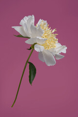White with yellow center peony flower isolated on pink background.
