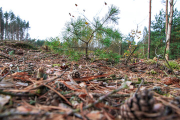 Cutting down trees in the forest by man. Scattered trees of logs of wood chips or branch. Harvesting of lumber and logs. Fight against bark beetles.