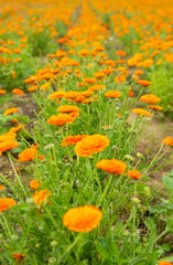 zoom sur le calendula